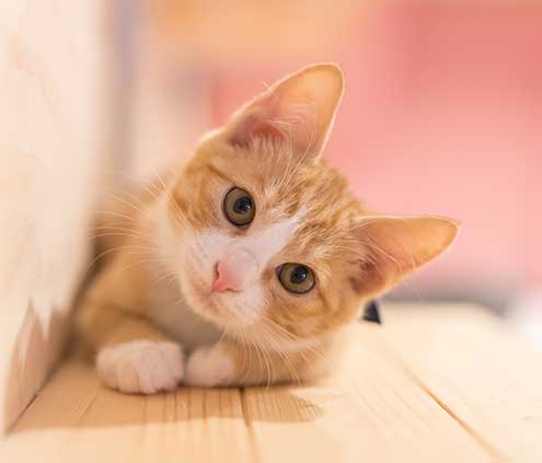 cat-wellness-care-merrick